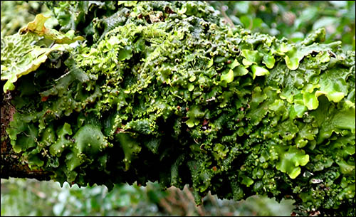 Photo of Green Satin lichen