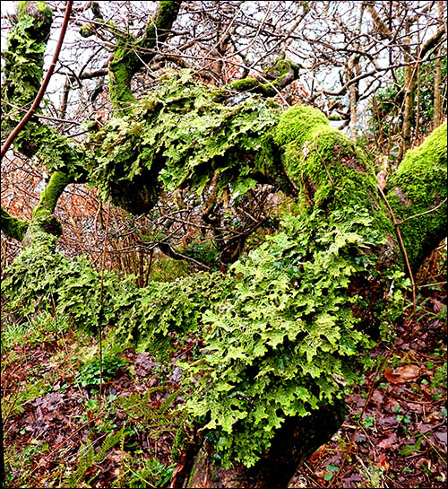 Photo of Tree Lungwort on tree branches